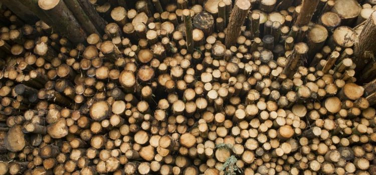 Jakie drewno wykorzystuje się do produkcji trzonków?